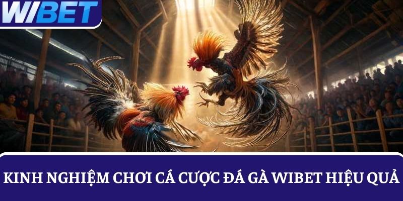 Áp dụng top 3 kinh nghiệm cá cược đá gà hiệu quả từ cao thủ