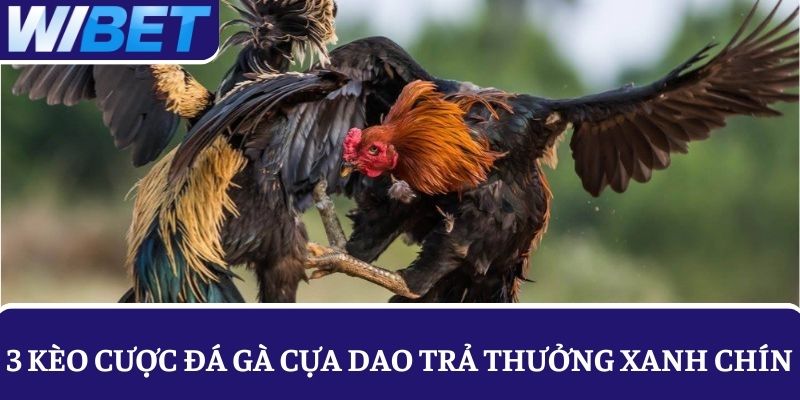 3 Kèo cược đá gà cựa dao hấp dẫn với tỷ lệ trả thưởng xanh chín