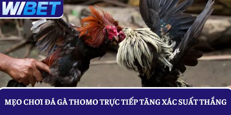Bật mí các mẹo chơi đá gà Thomo trực tiếp tại WIBET tăng xác suất thắng