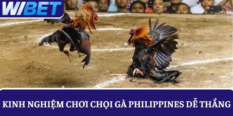 Bỏ túi 3 kinh nghiệm chơi chọi gà Philippines dễ dành được tiền thưởng