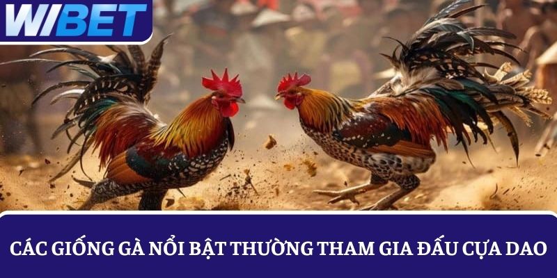 Các giống gà nổi bật thường tham gia sàn đấu cựa dao