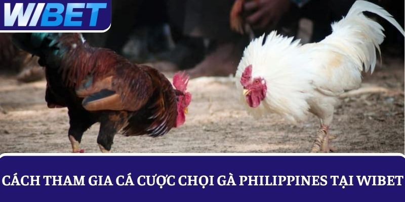 Cách tham gia cá cược chọi gà Philippines tại nhà cái WIBET