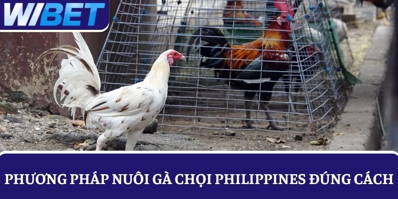 Chuyên gia chia sẻ về phương pháp nuôi gà chọi Philippines đúng cách