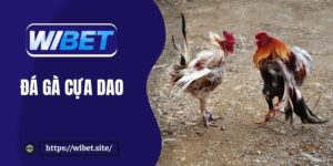 Đá gà cựa dao WIBET – Hướng dẫn chi tiết cho người mới chơi