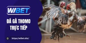 Trải nghiệm đá gà Thomo trực tiếp tại WIBET đầy kịch tính