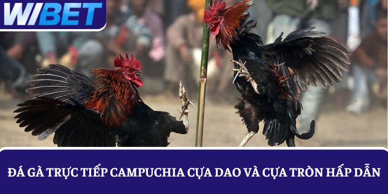 Đá gà trực tiếp Campuchia cựa dao và cựa tròn rất được ưa thích hiện nay