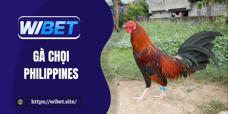 Thông tin về gà chọi Philippines cho người chơi chưa biết