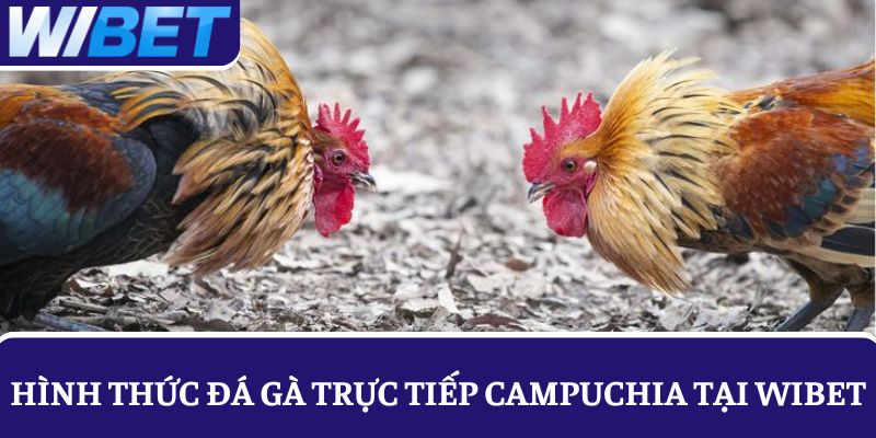 Giới thiệu về hình thức đá gà trực tiếp Campuchia hấp dẫn tại WIBET