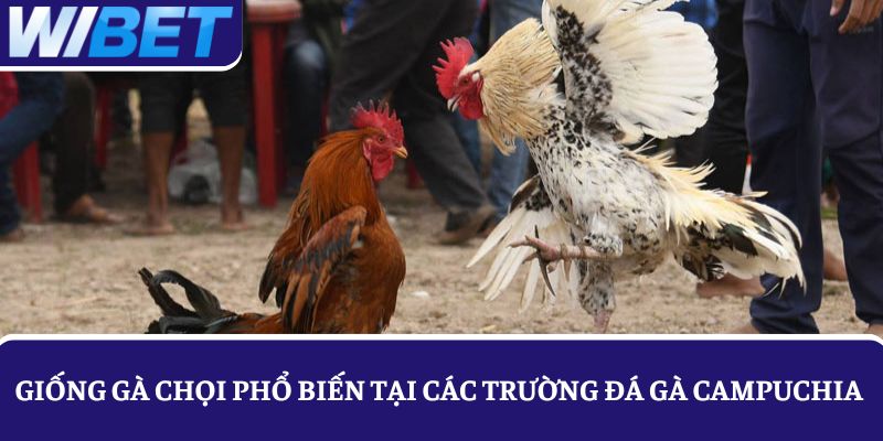 Giống gà chọi phổ biến tại các đấu trường đá gà Campuchia hiện nay