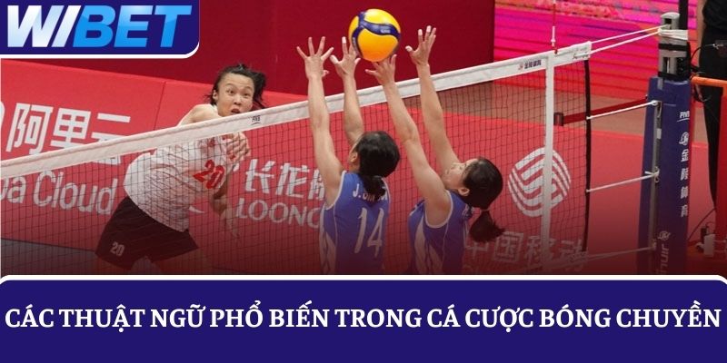 Làm quen với các thuật ngữ chuyên dùng khi chơi cá cược bóng chuyền online
