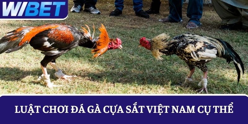 Luật chơi đá gà cựa sắt Việt Nam cụ thể dành cho người mới tham gia