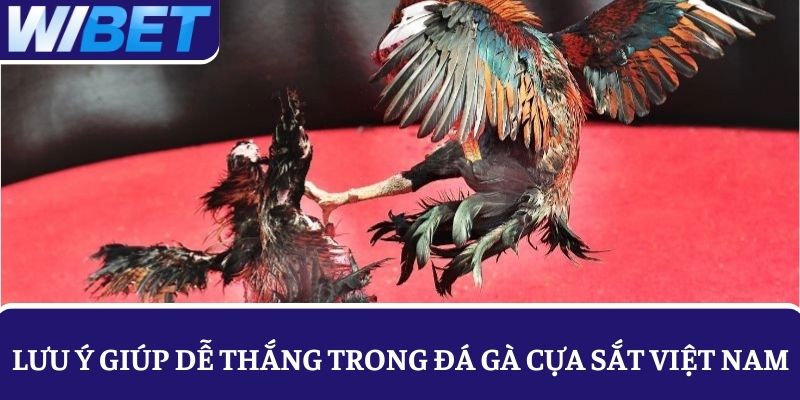 Một số lưu ý giúp bạn dễ chơi thắng trong đá gà cựa sắt hơn