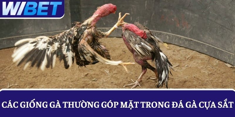 Những chiến kê thường góp mặt trong các trận đá gà cựa sắt