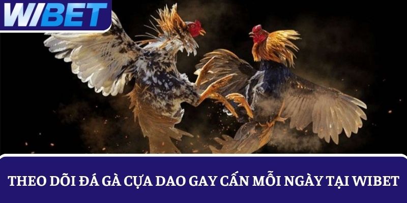 Theo dõi các trận đấu đá gà cựa dao gay cấn mỗi ngày tại WIBET