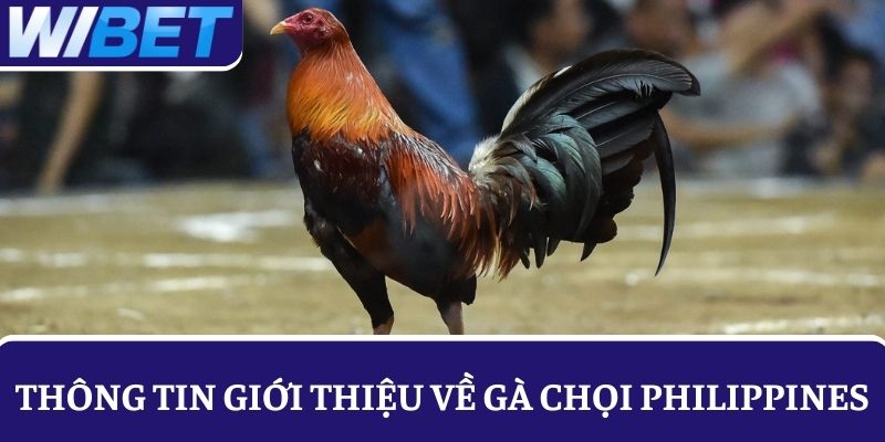Thông tin về giống gà chọi Philippines cho người chơi chưa rõ