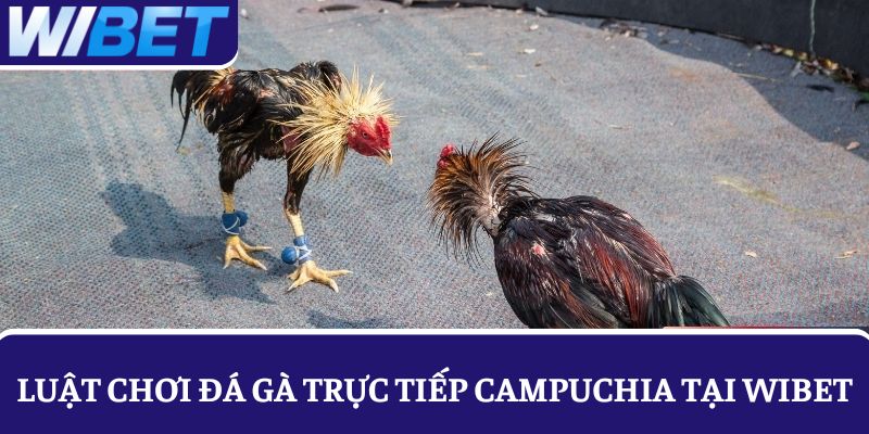 Tìm hiểu luật chơi đá gà trực tiếp Campuchia chi tiết cho người mới