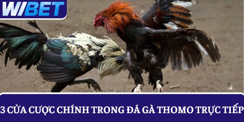 Tìm hiểu và làm quen 3 cửa cược chính trong đá gà Thomo