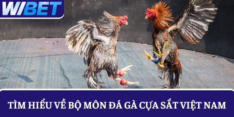 Tìm hiểu về bộ môn đá gà cựa sắt nổi tiếng tại Việt Nam